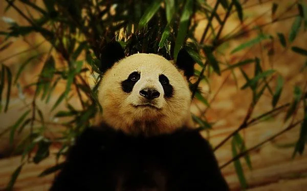 Set kertas dinding panda yang paling comel untuk komputer