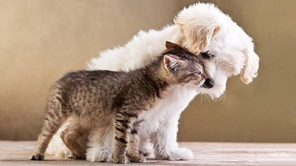Kertas dinding kucing yang paling comel dan comel