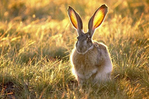 愛らしくてかわいい赤ちゃんウサギの壁紙