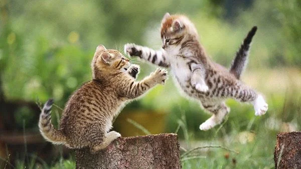 Kertas dinding kucing yang paling comel dan comel