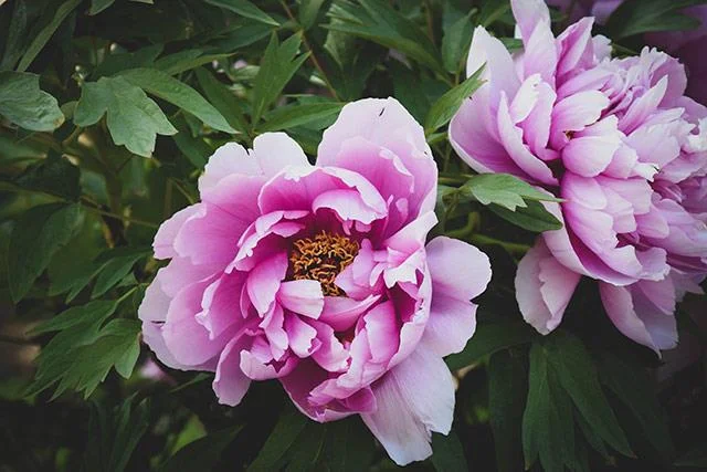 Kertas dinding peony, gambar peony yang cantik