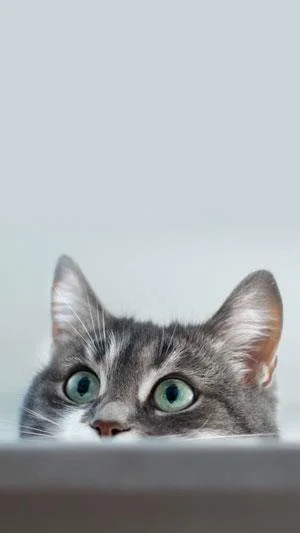 Koleksi 70 kertas dinding kucing comel untuk telefon anda