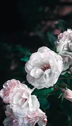 Kertas dinding peony, gambar peony yang cantik