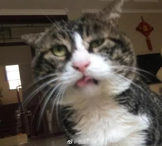 Komik kedi resimleri, komik kedi resimleri