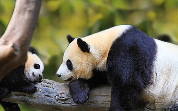 Set kertas dinding panda yang paling comel untuk komputer