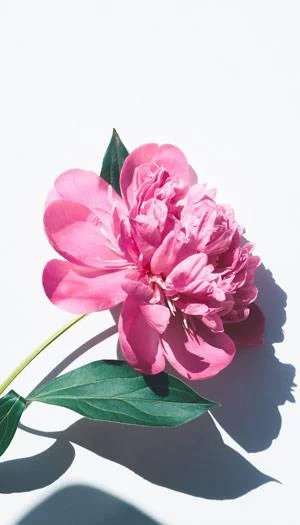 Kertas dinding peony, gambar peony yang cantik