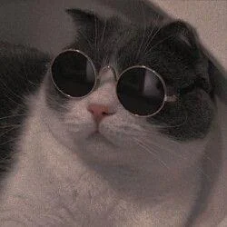 Gambar kucing kelakar, gambar kucing kelakar