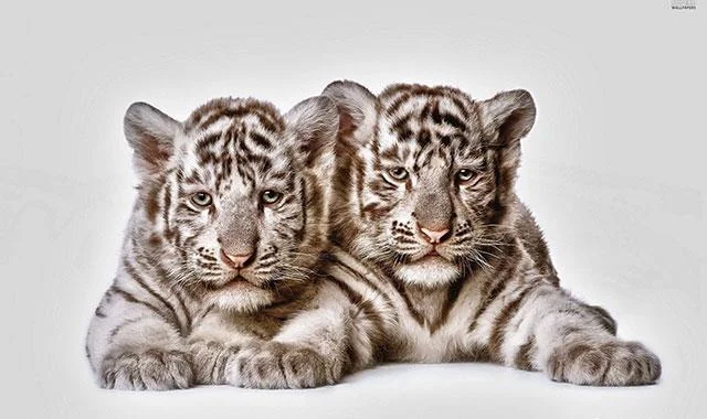 Kertas dinding harimau yang sangat cantik untuk komputer, kertas dinding harimau untuk komputer riba