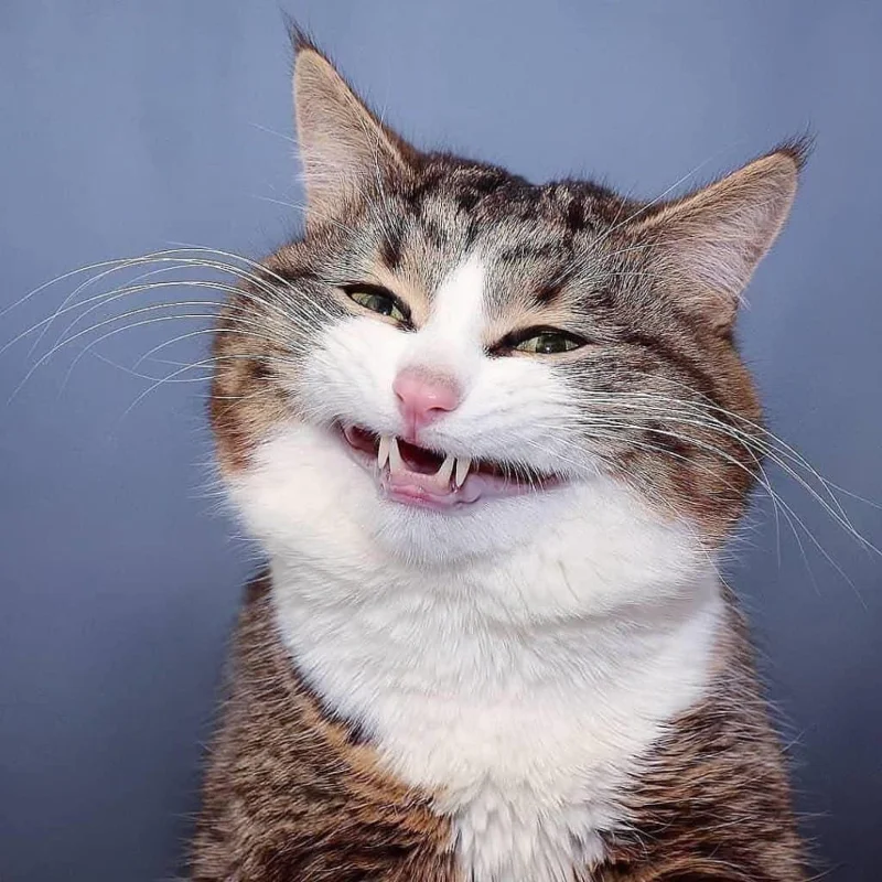 Gambar kucing kelakar, gambar kucing kelakar