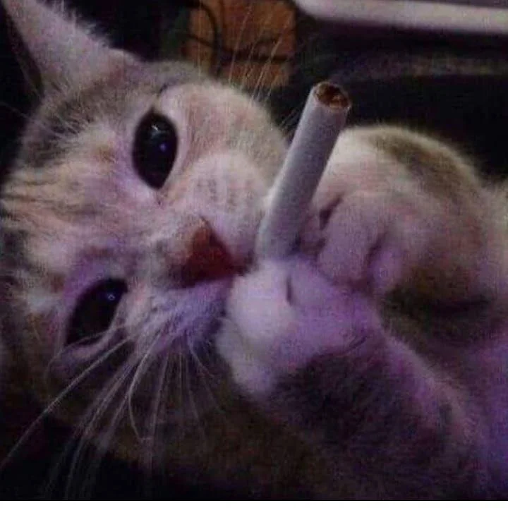 Gambar kucing kelakar, gambar kucing kelakar