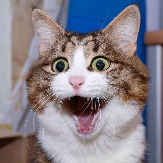 Gambar kucing kelakar, gambar kucing kelakar