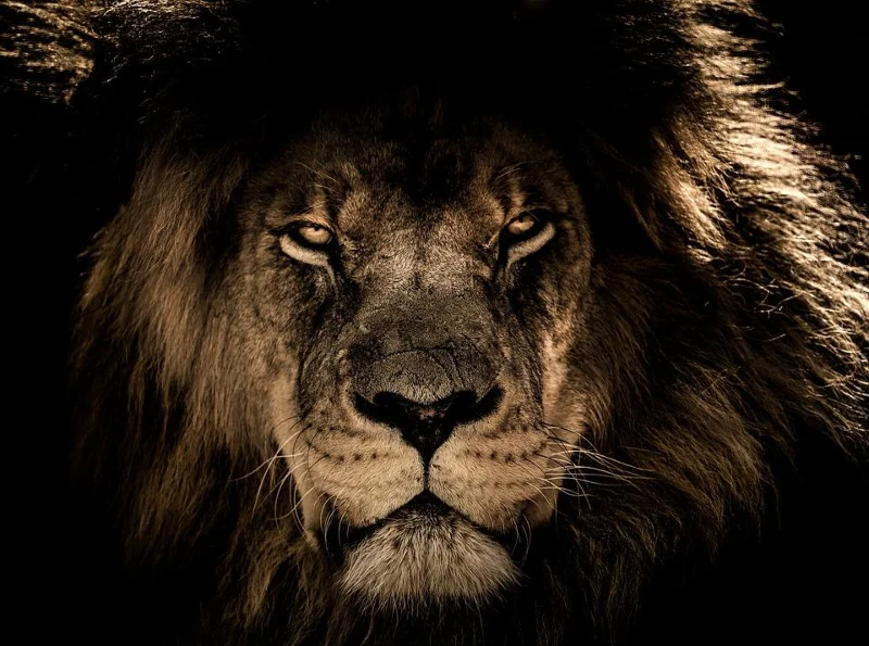 Meilleurs fonds d'écran de lion Full HD pour ordinateurs Meilleurs fonds d'écran de lion Full HD pour ordinateurs
