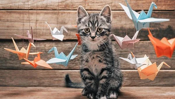 Kertas dinding kucing yang paling comel dan comel
