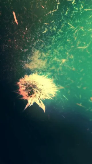 Hermoso fondo de pantalla de diente de león para tu teléfono