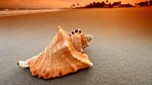 Top 200 kertas dinding komputer HD Penuh yang sangat cantik jangan dilepaskan