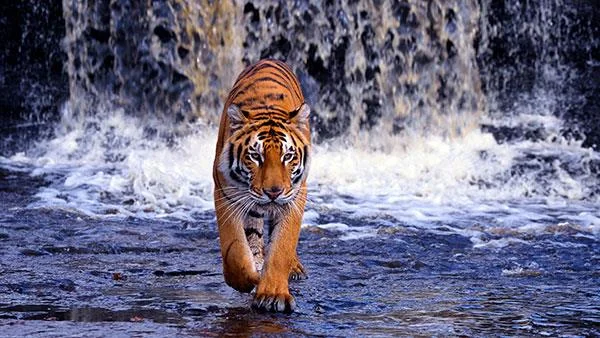Kertas dinding harimau yang sangat cantik untuk komputer, kertas dinding harimau untuk komputer riba
