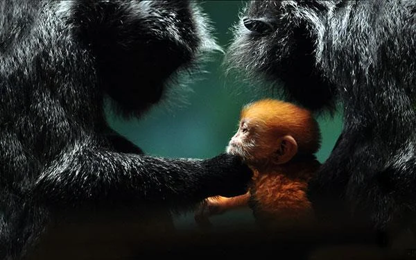 Kertas dinding bayi monyet yang cantik dan comel untuk komputer