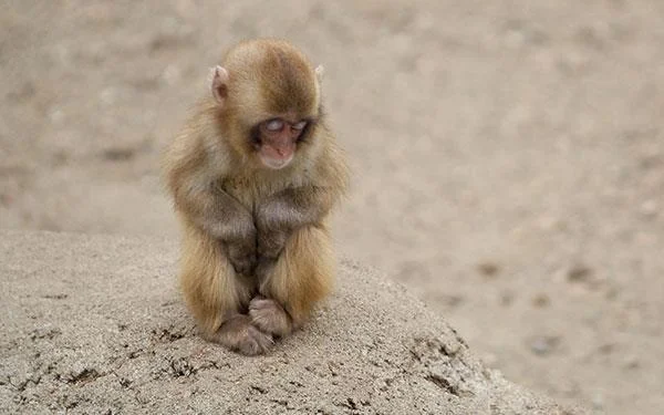 Kertas dinding bayi monyet yang cantik dan comel untuk komputer