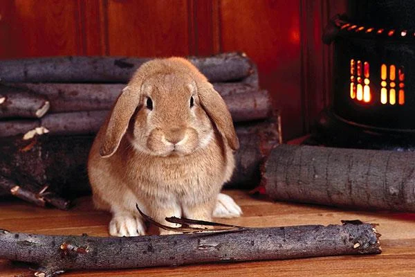 愛らしくてかわいい赤ちゃんウサギの壁紙