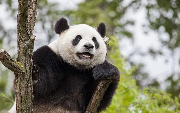 Set kertas dinding panda yang paling comel untuk komputer