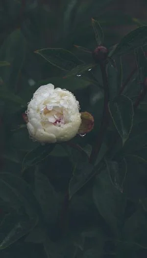 Kertas dinding peony, gambar peony yang cantik