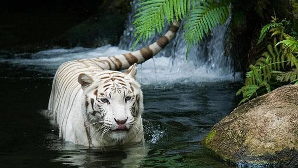 Kertas dinding harimau yang sangat cantik untuk komputer, kertas dinding harimau untuk komputer riba