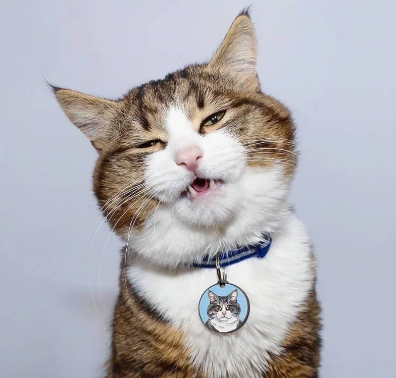 Gambar kucing kelakar, gambar kucing kelakar