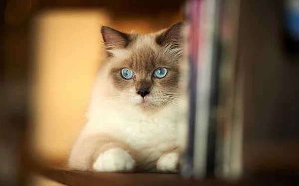 Kertas dinding kucing yang paling comel dan comel