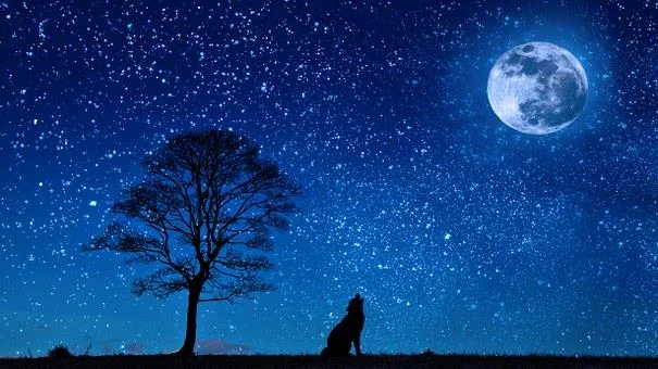 Fonds d'écran de loup Full HD pour ordinateurs