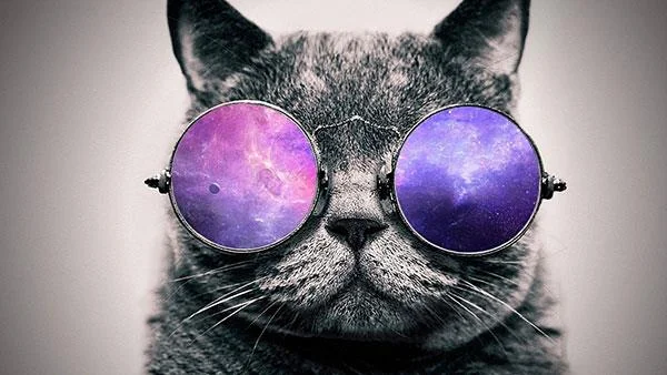 Kertas dinding kucing yang paling comel dan comel