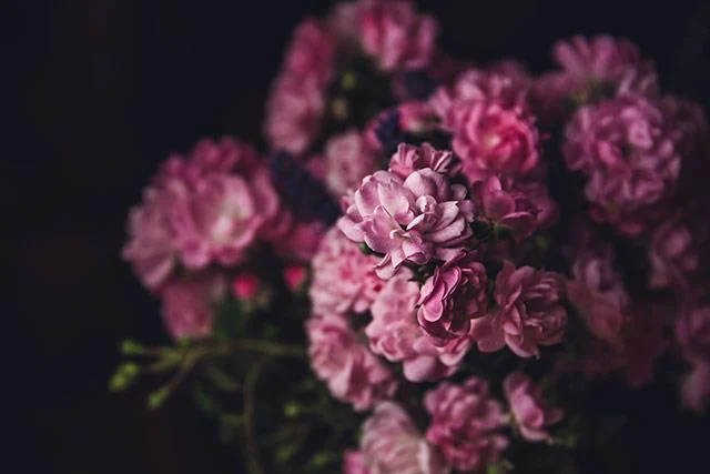 Kertas dinding peony, gambar peony yang cantik