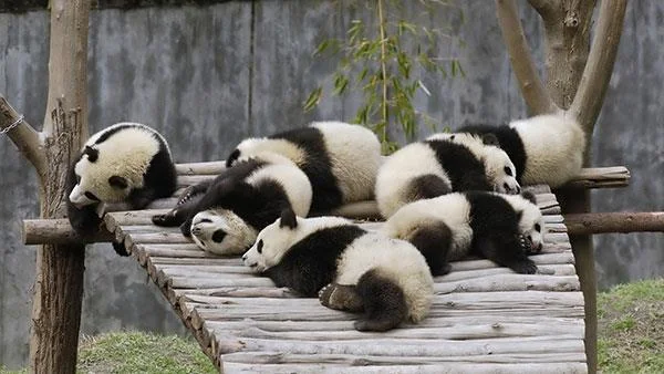 Set kertas dinding panda yang paling comel untuk komputer