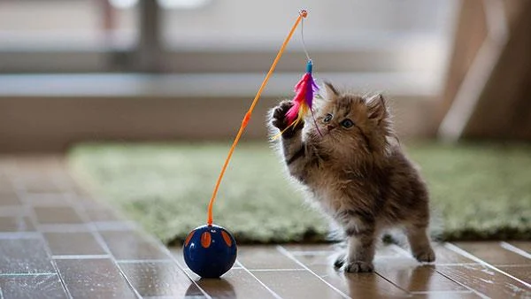 Kertas dinding kucing yang paling comel dan comel