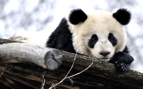 Set kertas dinding panda yang paling comel untuk komputer