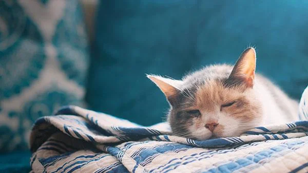 Kertas dinding kucing yang paling comel dan comel