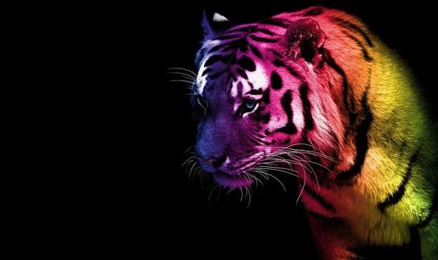 Kertas dinding harimau yang sangat cantik untuk komputer, kertas dinding harimau untuk komputer riba