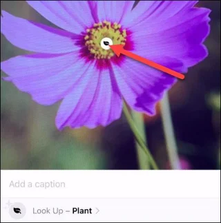 Cara menggunakan ciri pengenalan objek Visual Lookup pada iPhone
