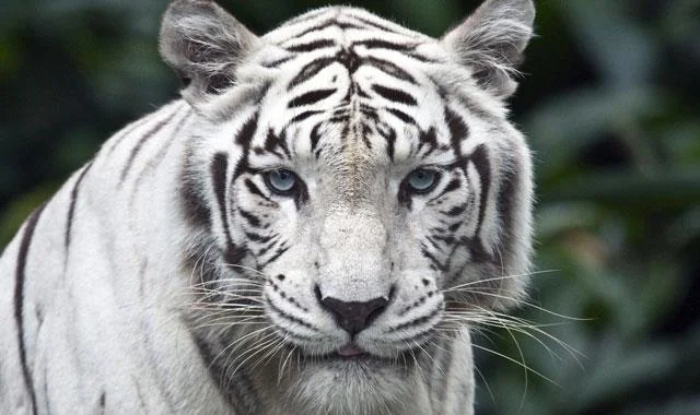 Kertas dinding harimau yang sangat cantik untuk komputer, kertas dinding harimau untuk komputer riba