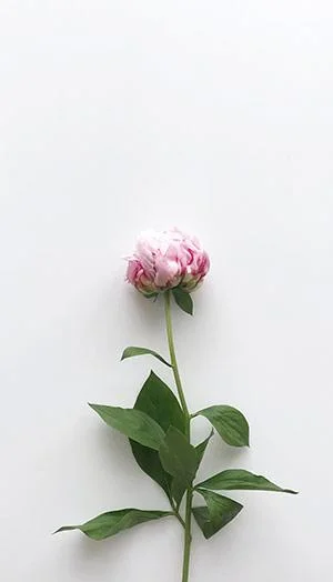 Kertas dinding peony, gambar peony yang cantik