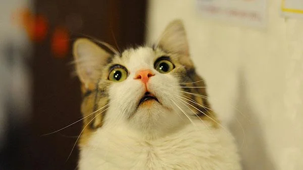 Kertas dinding kucing yang paling comel dan comel
