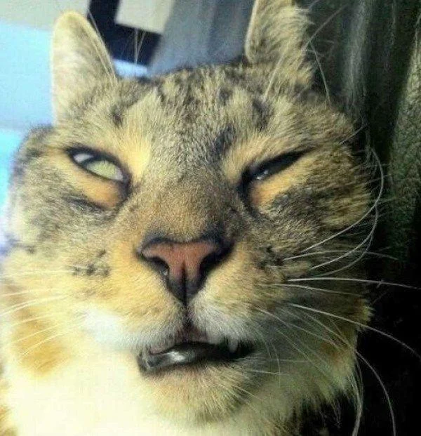 Gambar kucing kelakar, gambar kucing kelakar
