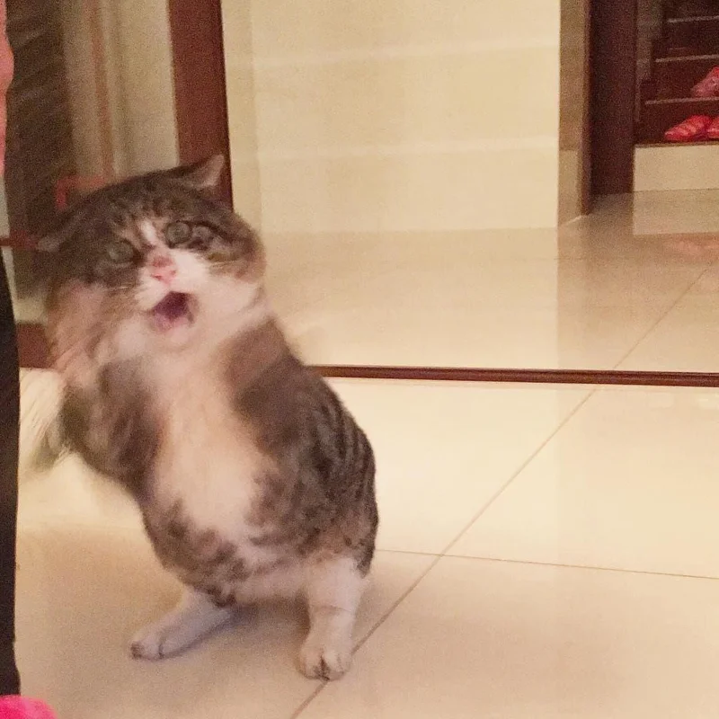 Gambar kucing kelakar, gambar kucing kelakar