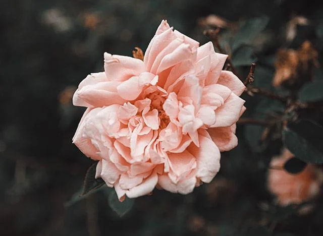 Kertas dinding peony, gambar peony yang cantik