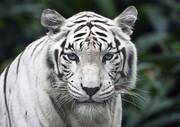 Kertas dinding harimau yang sangat cantik untuk komputer, kertas dinding harimau untuk komputer riba