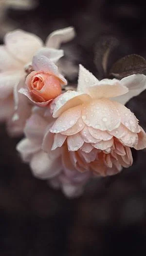 Kertas dinding peony, gambar peony yang cantik