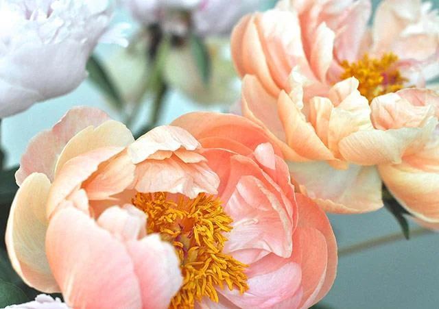 Kertas dinding peony, gambar peony yang cantik