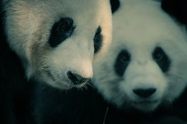Set kertas dinding panda yang paling comel untuk komputer