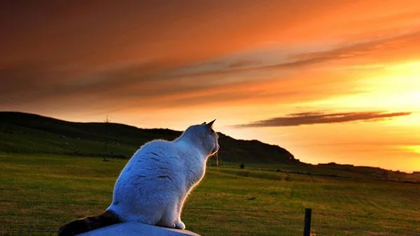 Kertas dinding kucing yang paling comel dan comel