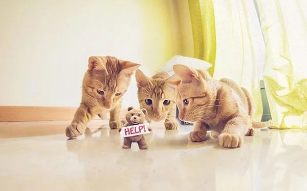 Kertas dinding kucing yang paling comel dan comel