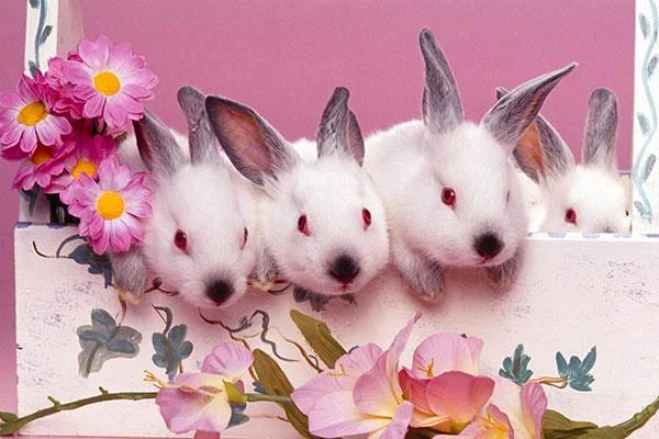 愛らしくてかわいい赤ちゃんウサギの壁紙